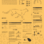Gepard: přírodní mašina na rychlost – infografika