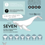 Zachraňte velryby – Infografika