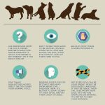 6 tipů, jak se bezpečně přiblížit k neznámému psovi